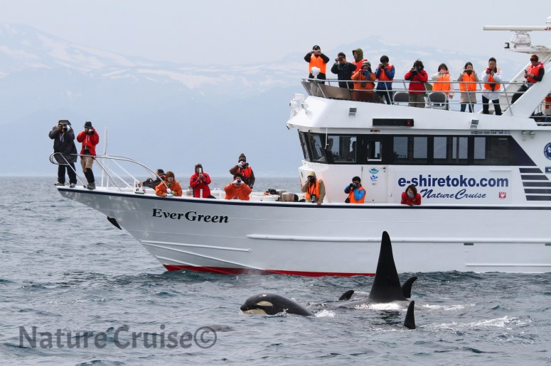 20110604EverGreenとシャチ