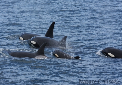 140815シャチファミリー