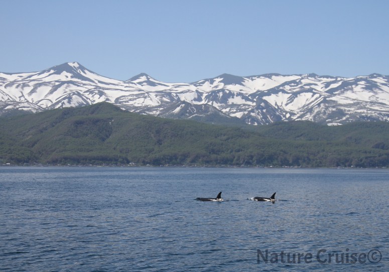 130606シャチ知床連山